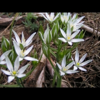Crocus (3)